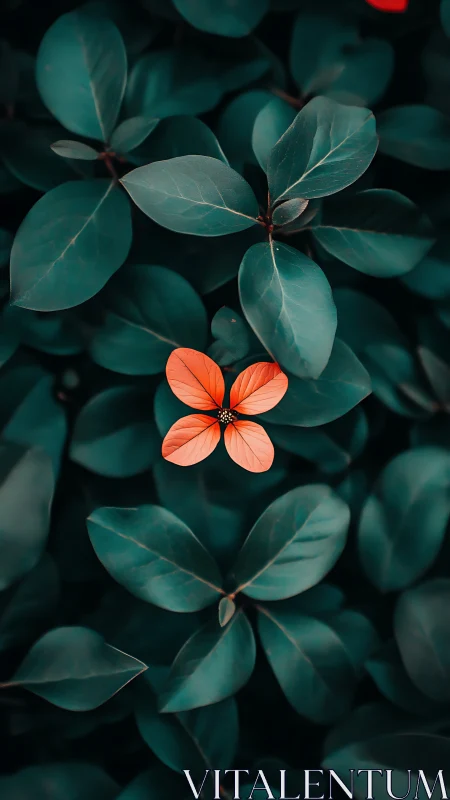 Single orange flower centered amid dark green foliage