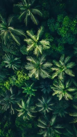 Palm canopy stretches across dense tropical rainforest.