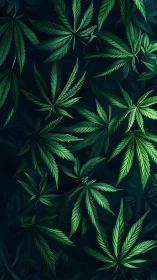 Cannabis leaves pattern on dark green background surface.