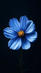 Vibrant Blue Cosmos Flower with Golden Center Against Dark Background.