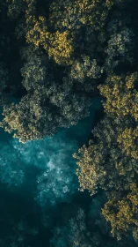 Golden Canopy Meets Turquoise Dreams: Aerial Forest Dance.