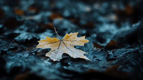 Golden maple leaf on wet dark foliage in shallow focus.