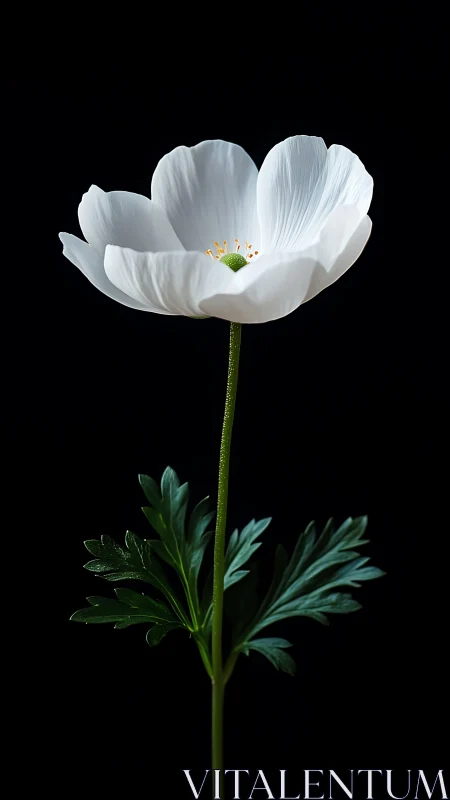 High-contrast macro study of white anemone bloom on black