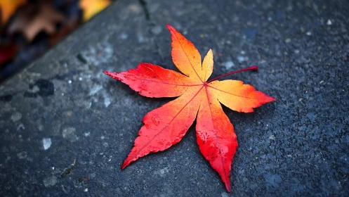 Red and orange maple leaf on wet textured pavement surface.