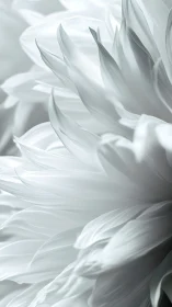 White Flower Petals with Gradient Lighting Study.