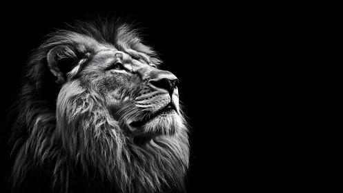 Monochrome lion profile isolates regal anatomy in stark contrast