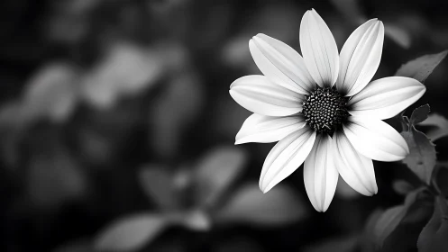 Monochrome Daisy's Radiant Center Stage.