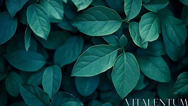 Overhead macro view isolates teal-toned foliage in soft focus
