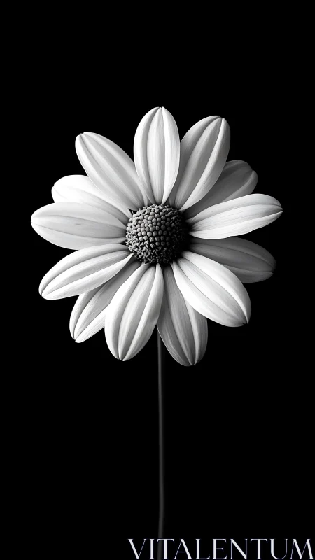 Black and white daisy closeup on solid dark background.
