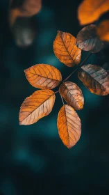 Golden autumn leaves glow against deep teal background.