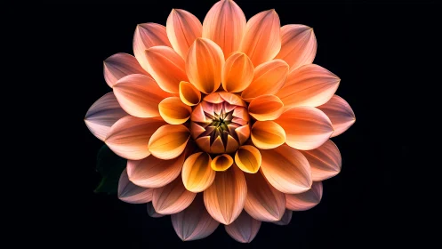 Luminous Dahlia Bloom Against Black Background Display