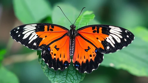 Macro study of orange-black butterfly on green leaf, dorsal view