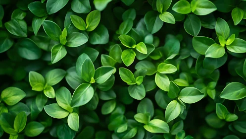 Gentle green leaf cluster inviting a quiet, cozy pause.