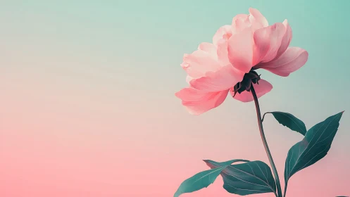 Pink peony flower against gradient sky background