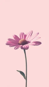 Pink Daisy's Gentle Bloom Against a Soft Sky.