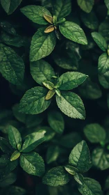 Moody green foliage with dewy textured mint leaves