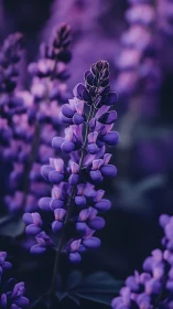 Purple Lupine Spires in Soft Focus Garden Study.