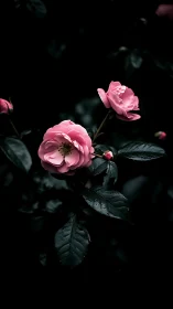 Pink Roses Glowing Against Midnight Shadows.
