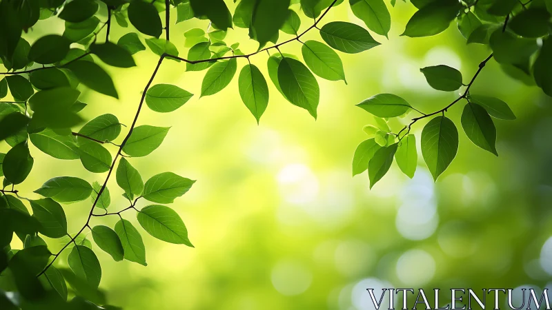 Sunlit Green Leaves with Soft Bokeh Background in Nature Style.