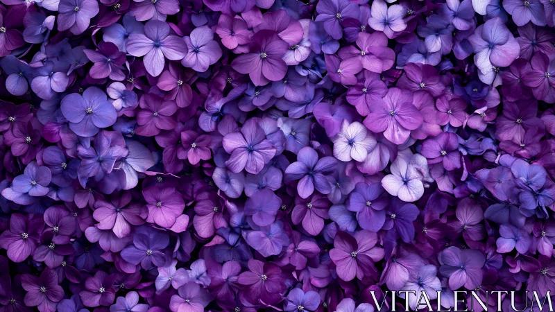 Dense Clustering of Purple Flowers in Dense Arrangement.