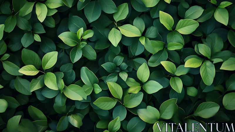 Lush green foliage texture with layered overlapping leaves.