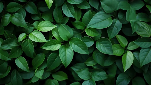 Lush green foliage pattern under soft diffused light.