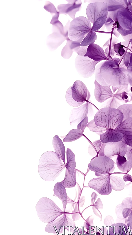 Purple Hydrangea Flowers Against White Background.