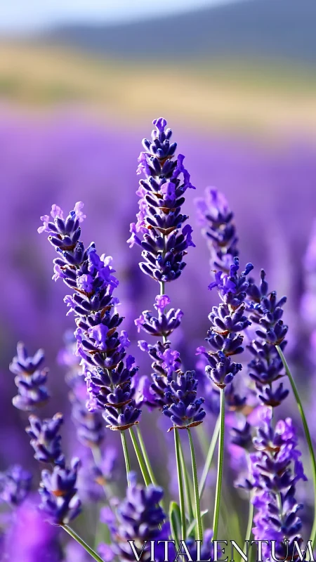 Lavender Field in Soft Focus.