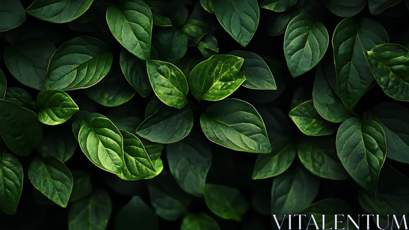 Dense green foliage with overlapping leaves in soft light.