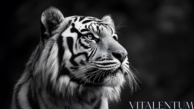 Majestic white tiger gazes right in high contrast profile