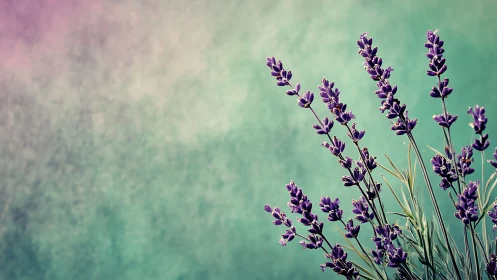 Purple Lavender Dreams Dance Against Soft Turquoise Haze.