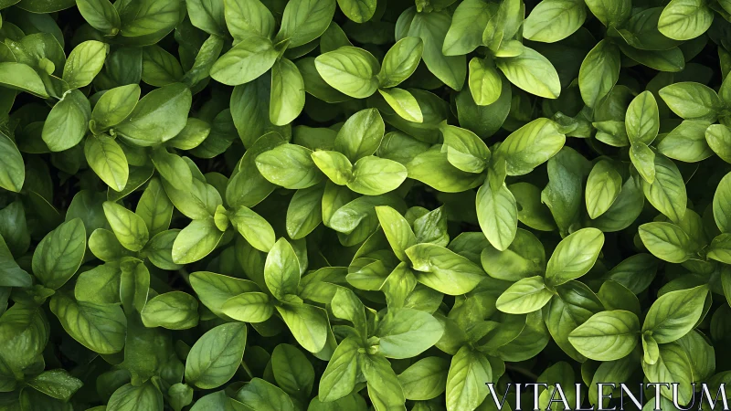 Dense overhead view of uniform green basil foliage mass.