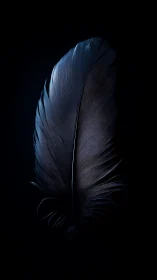 Single dark feather is illuminated against a black background