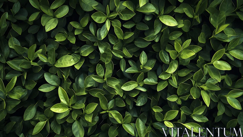 Dense green foliage background with overlapping oval leaves.