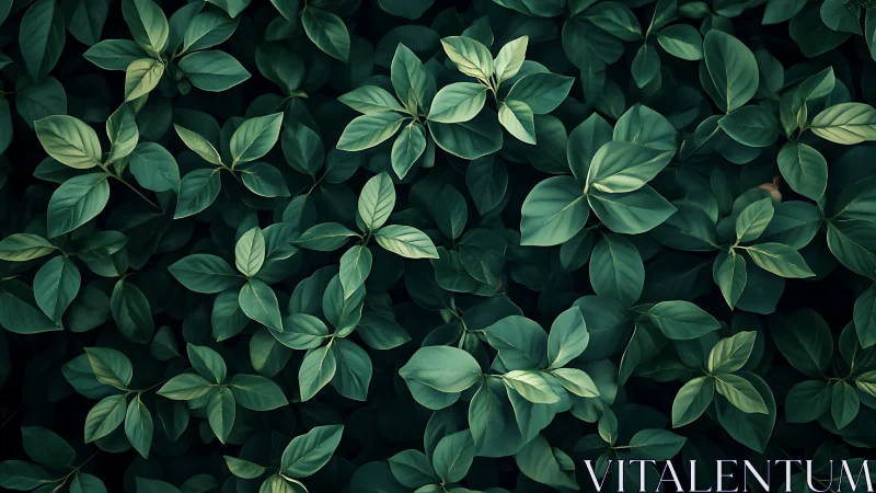 Top-down optical survey of dense green leaf canopy matrix.