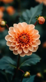 Orange Dahlia Bloom with Layered Petals in Garden Setting.
