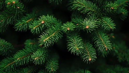 Evergreen conifer needles form dense overlapping branch layers