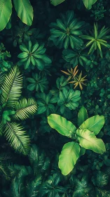 Dense tropical foliage viewed from above in rich green tones.