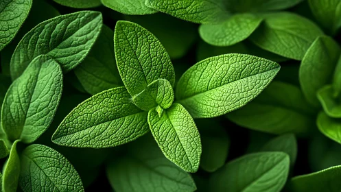 Close-up view of textured green leaves in clustered growth.