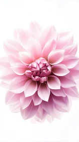 Delicate Pink Petals Blooming in Soft Harmony.