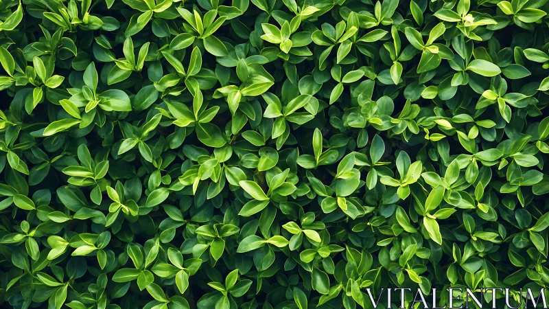 Dense glossy green foliage texture with overlapping oval leaves