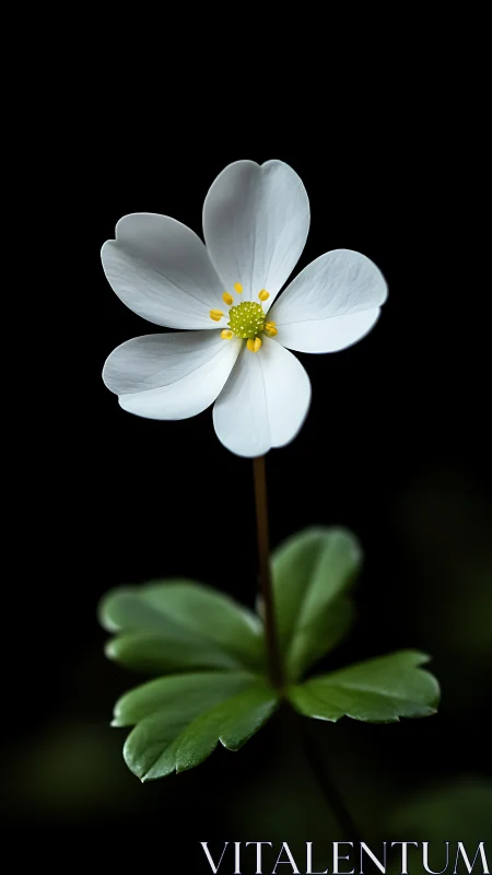 Delicate White Flower with Yellow Stamens Against Black Background.