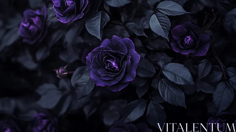 Dark Floral Nocturne: Deep Purple Roses with Moody Atmospheric Lighting.