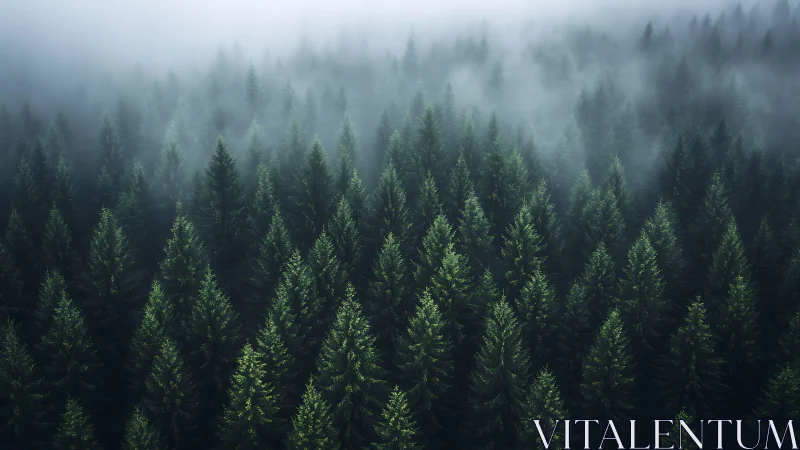 Dense conifer forest rises into low fog under overcast light