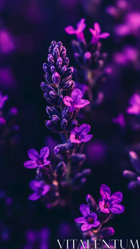 Lupine Flower Cluster with Magenta Coloration.