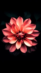 Radiant Coral Bloom Glowing Against Darkness.