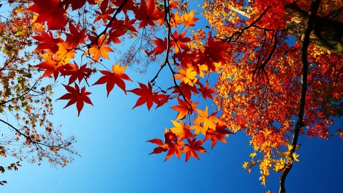 Autumn maple canopy against clear blue daytime sky.