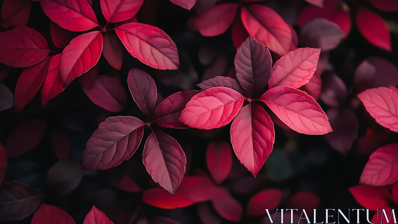 Crimson foliage closeup under soft light with dark backdrop.