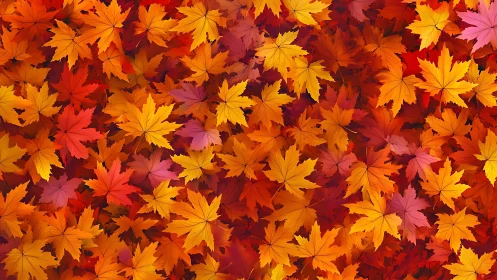 Overlapping maple leaves display dense autumn color gradient