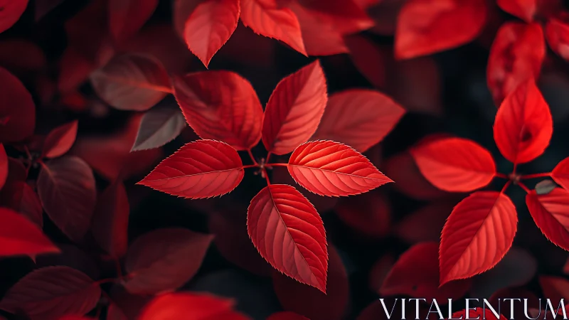 Red foliage close-up with shallow depth of field focus.